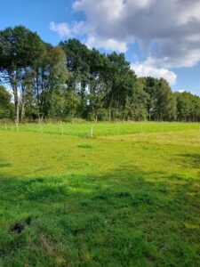 Weide zu verpachten – Foto 5