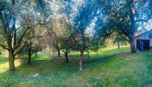 Obstbaumgrundstück zu verpachten – Foto 3