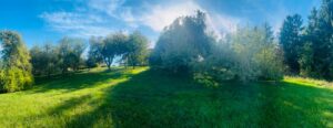 Obstbaumgrundstück zu verpachten – Foto 5