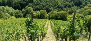 Riesling Weinberg zu verkaufen o. zu verpachten 1100 Rebstöcke