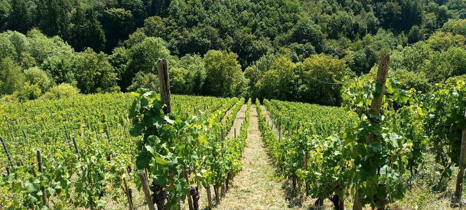 Riesling Weinberg zu verkaufen o. zu verpachten 1100 Rebstöcke