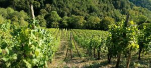 Riesling Weinberg zu verkaufen o. zu verpachten 1100 Rebstöcke – Foto 2