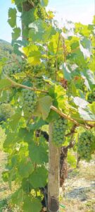 Riesling Weinberg zu verkaufen o. zu verpachten 1100 Rebstöcke – Foto 3