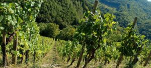 Riesling Weinberg zu verkaufen o. zu verpachten 1100 Rebstöcke – Foto 4