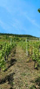 Riesling Weinberg zu verkaufen o. zu verpachten 1100 Rebstöcke – Foto 5