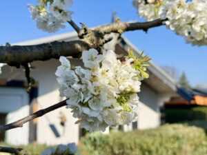 Ihre private Oase im Grünen: Attraktives Freizeit-Pachtland für Natur- und Wasserliebhaber in Oranienburg! – Foto 3