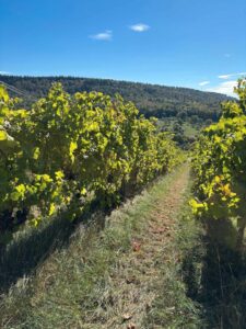 Weinberg in Großbottwar im Bottwartal zu verpachten – Foto 2