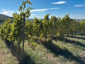 Weinberg in Großbottwar im Bottwartal zu verpachten – Foto 3