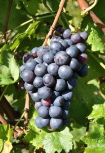 Weinberg in Großbottwar im Bottwartal zu verpachten – Foto 4