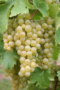 Weinberg in Großbottwar im Bottwartal zu verpachten – Foto 5