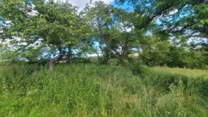 Grundstück Grünfläche Wiese Garten Freizeit Rotenburg Lispenhause – Foto 2