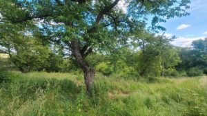 Grundstück Grünfläche Wiese Garten Freizeit Rotenburg Lispenhause – Foto 3
