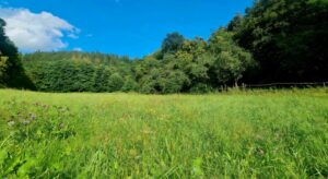 Wiese in Hatzfeld Holzhausen zu verpachten