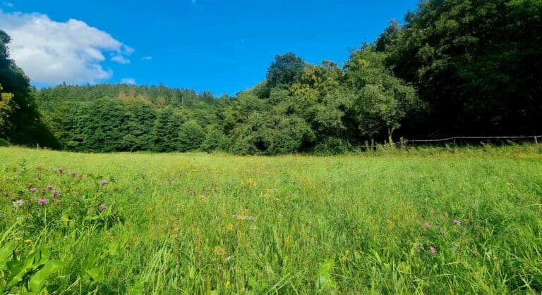 Wiese in Hatzfeld Holzhausen zu verpachten