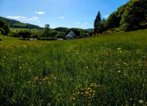Wiese in Hatzfeld Holzhausen zu verpachten – Foto 3