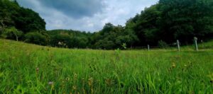 Wiese in Hatzfeld Holzhausen zu verpachten – Foto 4
