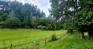 Wiese in Hatzfeld Holzhausen zu verpachten – Foto 5