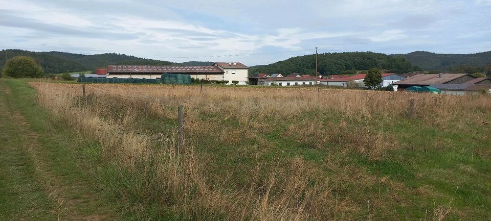 pferdekoppel zu verpachten in Oberrosphe