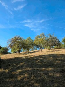 Streuobstwiese zur Verpachtung – Foto 2