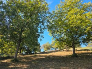 Streuobstwiese zur Verpachtung – Foto 3