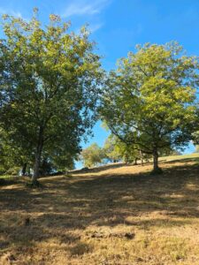 Streuobstwiese zur Verpachtung – Foto 4
