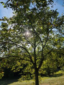 Streuobstwiese zur Verpachtung – Foto 5