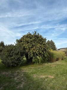 Pachtgarten in ruhiger ländlicher Lage – Foto 3