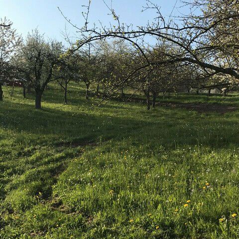 Obstbaum Wiese, Zu Vermieten, Zu Verpachten.