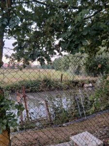 fischweiher zu verpachten – Foto 2