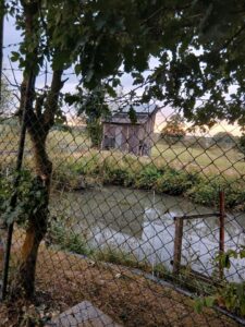 fischweiher zu verpachten – Foto 3