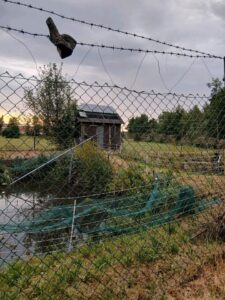 fischweiher zu verpachten – Foto 4