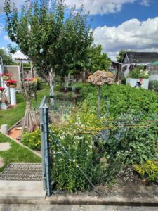 Pachtgarten in Ichtershausen – Foto 3