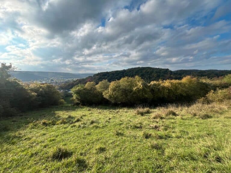 Land- und Forstwirtschaftliche Fläche zu Verpachten in Rheinbrohl