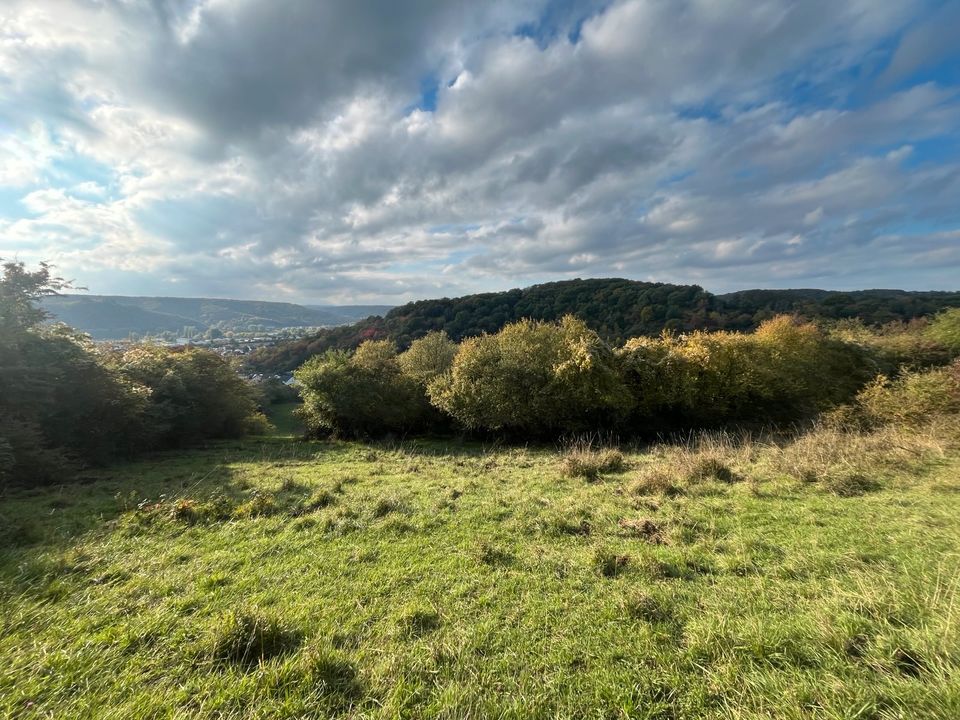 Land- und Forstwirtschaftliche Fläche zu Verpachten in Rheinbrohl