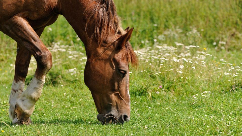 Offenstall Pferdestall an Selbstversorger zu verpachten