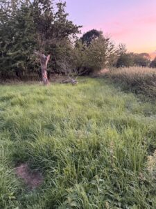 Verpachte / Mietkauf Obstwiese – Foto 2