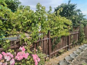 Pacht Garten in Weimar – Foto 5