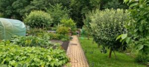 Großzügiger Kleinpacht garten in Buchwäldchen abzugeben – Foto 4
