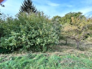 Gartengrundstück 1.060 m² mit Obstbäumen & Bachlauf zu verpachten – Foto 3