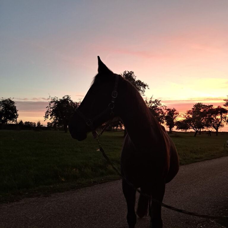 Selbstversorgerstall/ Weide zur Pacht/ Stall zur Pacht