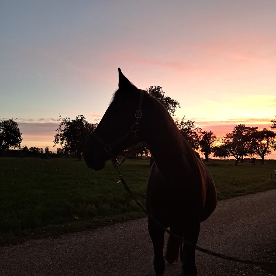 Selbstversorgerstall/ Weide zur Pacht/ Stall zur Pacht