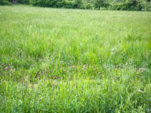 „1.076 m² Acker-/Grünfläche in Kelkheim-Eppenhain zu verpachten“ – Foto 2
