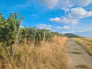 Weinberg zu verpachten / zu verkaufen – Foto 2