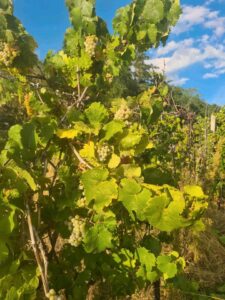 Weinberg zu verpachten / zu verkaufen – Foto 3