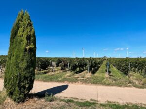 Wingert in Dalsheim zu verpachten! 1/224 – Foto 2
