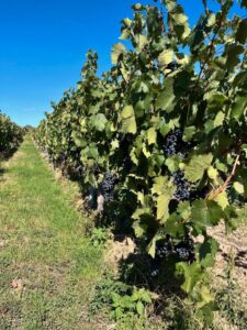 Wingert in Dalsheim zu verpachten! 1/224 – Foto 3