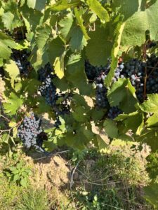 Wingert in Dalsheim zu verpachten! 1/224 – Foto 4