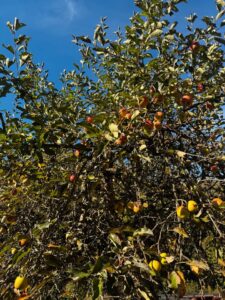 Freizeitgrundstück, Garten, Schrebergarten, Bodensee Nähe, Pacht – Foto 5