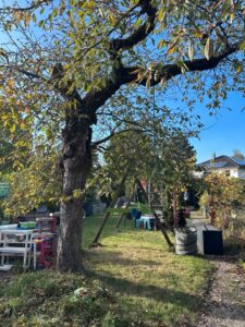Schrebergarten Garten pachten Gartenverein – Foto 3
