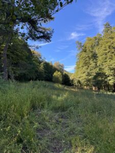 Wald- & Naturgrundstück ca. 5.940 m² bei Waldhambach verpachten